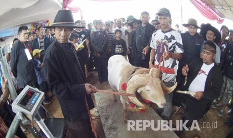  Proses penilaian jenis domba Garut pada Kontes dan Pameran Ternak Tingkat Kabupaten Bandung Barat, di halaman kantor Pemerintahan Kabupaten Bandung Barat, Rabu (11/5). ((Republika/Edi Yusuf))