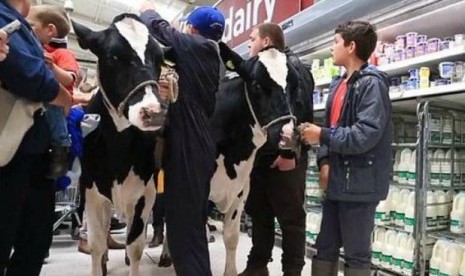 Protes harga susu murah, peternak bawa sapi masuk supermarket di Stafford, Ahad (9/8).