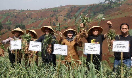 PT Agro Jabar gandeng 10 kelompok tani di Kabupaten Bandung dan Garut untuk melakukan penanaman bawang putih secara plasma. 