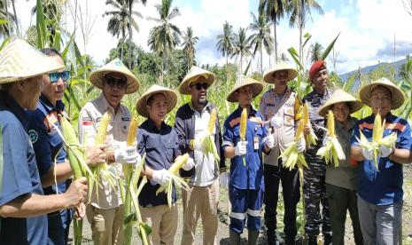 PT Antam Tbk (Antam) melalui Unit Bisnis Pertambangan (UBP) Nikel Maluku Utara bersama dengan para petani asal Desa Gamesan, Kecamatan Maba, Kabupaten Halmahera Timur, melakukan panen perdana jangung manis.