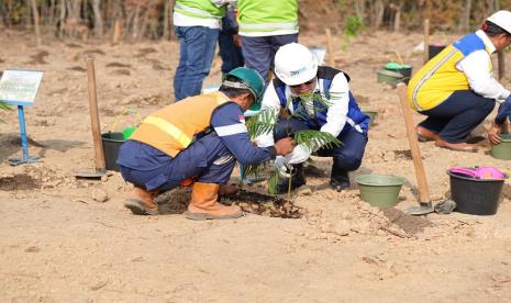 PT Bukit Asam Tbk (PTBA) melakukan budidaya kaliandra merah untuk dikembangkan sebagai biomassa di Tanjung Enim, (ilustrasi)