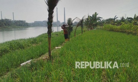 PT Lenzing South Pacific Viscose, menanam 400 pohon berbagai jenis, salah satunya kelapa hibrida, di sepanjang daerah aliran sungai (DAS) Citarum di Kecamatan Babakan Cikao, Purwakarta, Selasa (15/5).