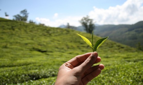 Pucuk daun teh