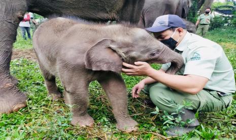 Gajah yang baru lahir di Taman Safari Indonesia (TSI), kawasan Puncak, Kecamatan Cisarua, Kabupaten Bogor, Jawa Barat.