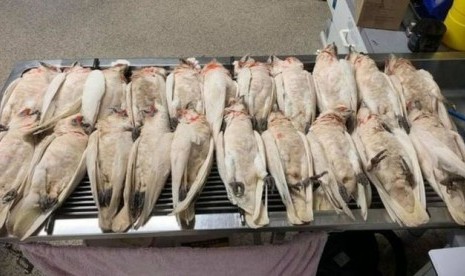 Puluhan burung corella di Australia mati mendadak.