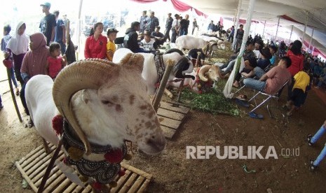 Domba garut akan dipasangi chip untuk menjaga keasliannya.