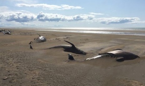 Puluhan Paus Pilot ditemukan mati di pinggir pantai di Longufjorur Islandia Barat.