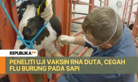 Puluhan peternakan sapi perah di belasan negara bagian AS sejak April melaporkan kasus flu burung.