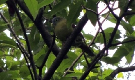 Punai Pengantin (Treron griseicauda), burung jenis baru di Kampus IPB Darmaga (foto Reza Aulia Ahmadi)