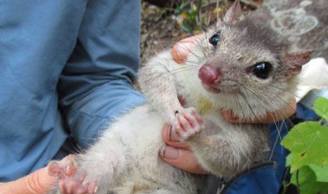 Quoll, hewan marsupial yang mulai terancam punah.