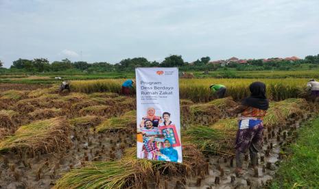 Rabu (30/3/22) Rumah Zakat bersama masyarakat mengadakan panen raya di sejumlah tempat di Pamekasan.