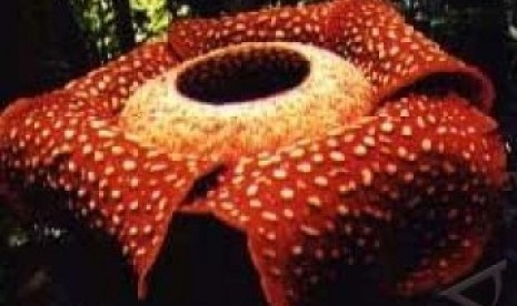 Rafflesia Arnoldi