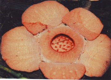 Rafflesia