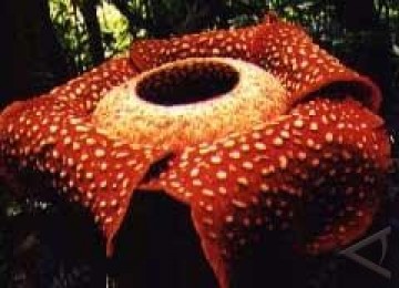 Rafflesia Arnoldi