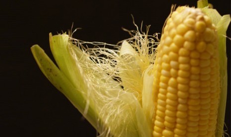 Rambut Jagung