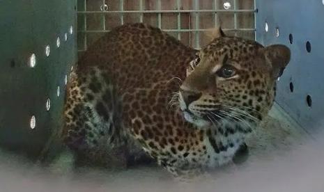 Rasi, seekor macan tutul jawa (Panthera pardus melas) betina,  dilepasliarkan di Taman Nasional Gunung Ciremai (TNGC), Sabtu (5/3). 