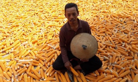 Rasidi, petani jagung Desa Tegowanu Wetan, Kec. Tegowanu, Kab. Grobogan Jateng beristirahat usai memanen jagung (14/10). Ia mengaku puas dengan hasil panen jagung pada MK 2018 yang harga jualnya dinilai menguntungkan