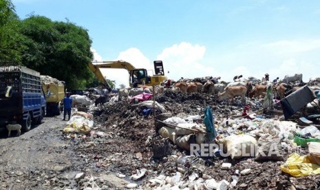 Ratusan ekor sapi, berburu sumber makanan di tumpukan sampah di TPA Cikolotok, Desa Margasari, Kecamatan Pasawahan, Kabupaten Purwakarta, Ahad (12/11). Pemkab setempat mengklaim populasi ternak di wilayah ini meningkat dalam dua tahun terakhir. 