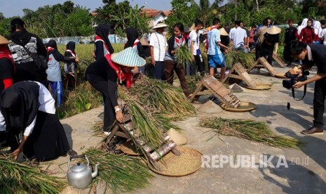 Ratusan pelajar SMAN 1 Campaka, Kabupaten Purwakarta, panen padi varietas Manohara, Selasa (25/7).