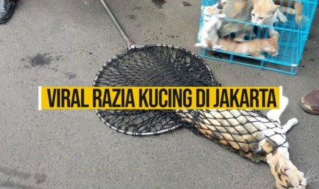 Razia kucing (ilustrasi)