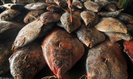 Red tunas are unloaded from a fisherman ship at fish market in Muara Baru, North Jakarta. (illustration)