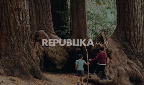 Redwood pesisir, pohon tertinggi di dunia.