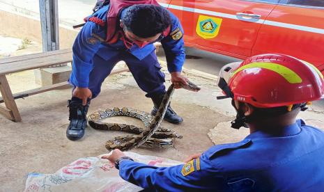 Petugas Damkar Lampung Selatan Tangkap Ular Sanca di Permukiman