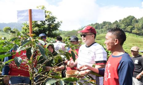 Rektor IPB Prof Arif Satria (kedua dari kanan) menghadiri panen kopi Cibulao Bogor.