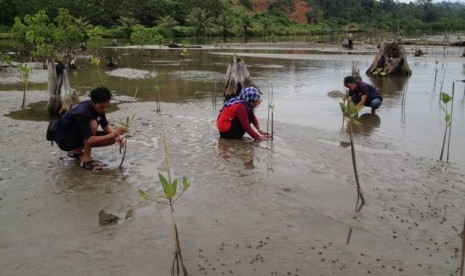 Relawan PMI dan masyarakat Gampong Baro Sayeung, Kecamatan Setia Bhakti, Aceh Jaya menamam bibit mangrove.