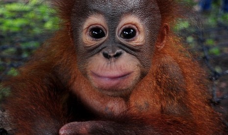 Orangutan (illustration)