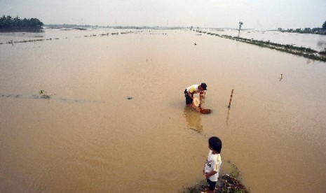 Inundated rice field (illustration)