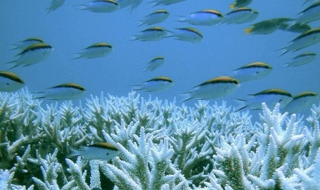 Reuters/Centre for Marine Studies, The University of Queensland/Ove Hoegh-Guldberg