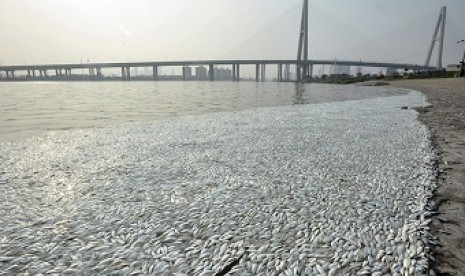 Ribuan ikan mati di sungai Haihe, Tianjin