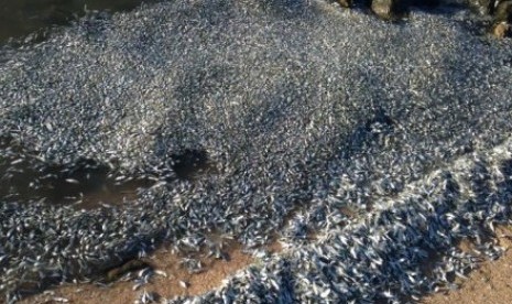 Ribuan ikan mati terdampar di daerah Wickhan dekat Karratha. (Foto:Departemen Perikanan Australia Barat).