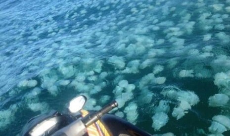 Ribuan ubur-ubur biru berenang di Perairan Coluum di Sunshine Coast, Queensland, Australia.