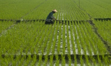 Rice field in Boyolali, Central Java (illustration)