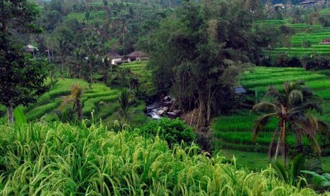 Rice field in Tabanan, Bali (illuatration)