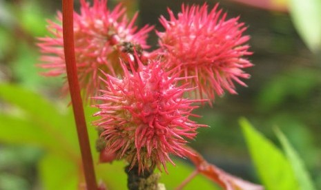 Ricinus communis.