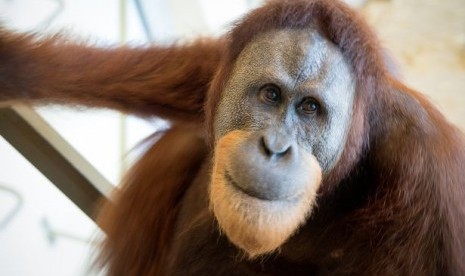 Rocky, orang utan yang bisa berbicara 