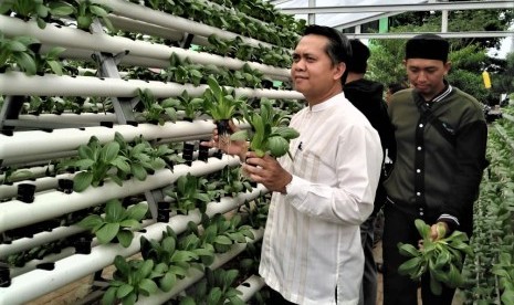 Rombongan dari Bank Indonesia Perwakilan Kaltim melihat dan memetik sayur hidroponik di Kebun Gizi Hidroponik Laznas BMH, Depok.