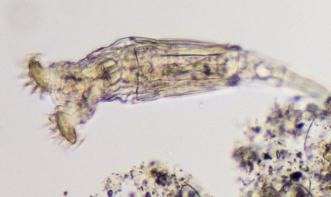 Rotifer