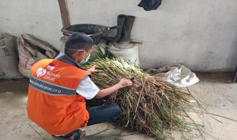 Rumah Zakat ajak masyarakat memanfaatkan jerami untuk dibuat makanan ternak fermentasi.