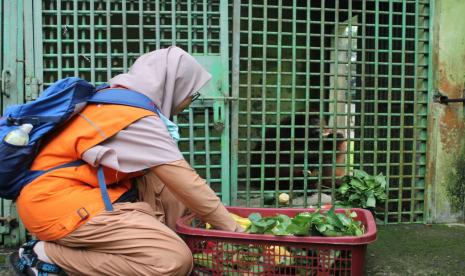 Rumah Zakat kembali melakukan penyaluran pakan satwa. Kali ini penyaluran dilakukan di Medan Zoo yang berlokasi di Jalan Bunga Rampai IV, Kelurahan Simalingkar B, Sumatera Utara. 