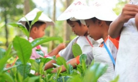 Rumah Zakat Mengajak Siswa TK Memetik Teh