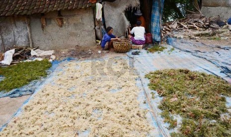  Rumput laut yang sedang dijemur di Pulau Nusa Lembongan, Bali, Sabtu (21/12).    (Republika/Edi Yusuf)