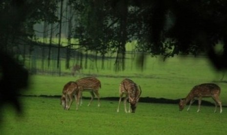 Rusa di Istana Bogor