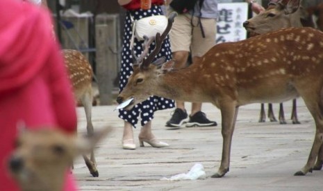 Rusa di Nara, Jepang memakan sampah plastik yang dibuang pengunjung. Sembilan dari 14 rusa yang mati menelan plastik.