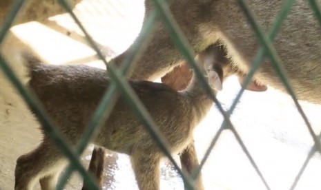 Rusa Timor di penangkaran Badan Penelitian, Pengembangan, dan Inovasi Bogor. 