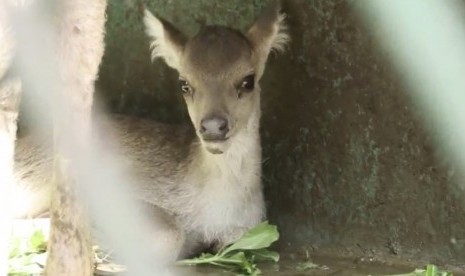 Rusa Timor di penangkaran Bogor, Jawa Barat