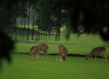 Rusa di Istana Bogor